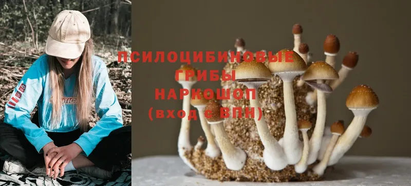 MEGA сайт  Боготол  Галлюциногенные грибы Magic Shrooms 